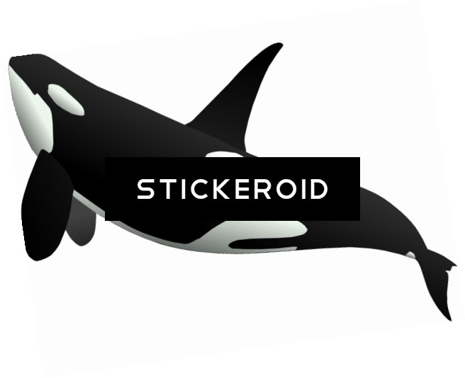 Whale (656x534), Png Download