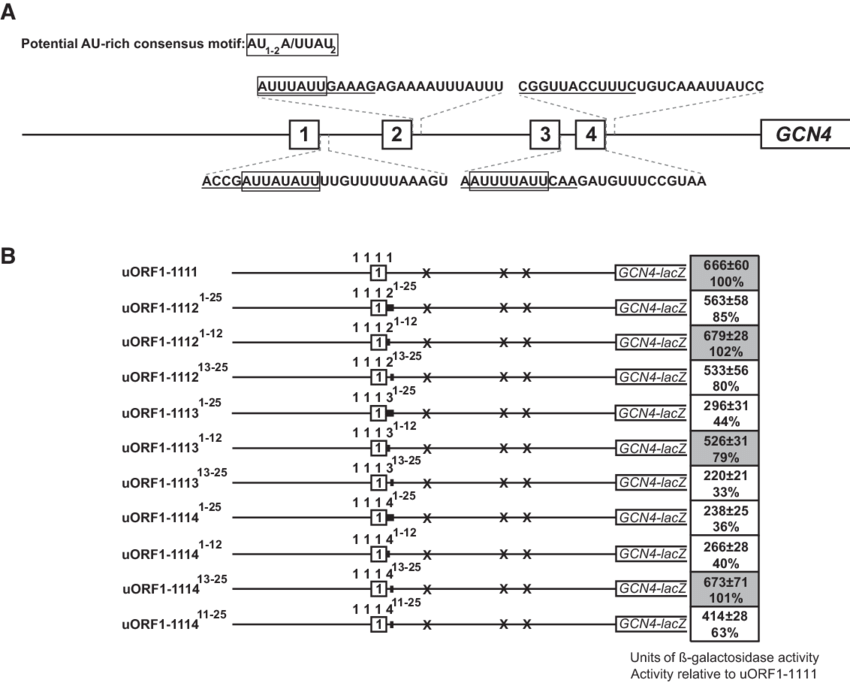The Presence Of The Specific Au Rich Motif Determines (850x683), Png Download
