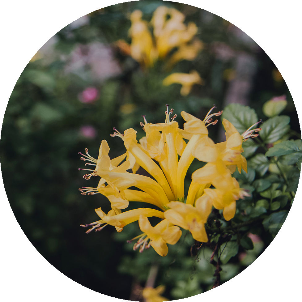 Rosebud Png (977x977), Png Download