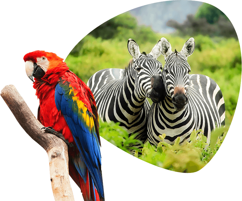 Demonstrations With Animals (790x658), Png Download