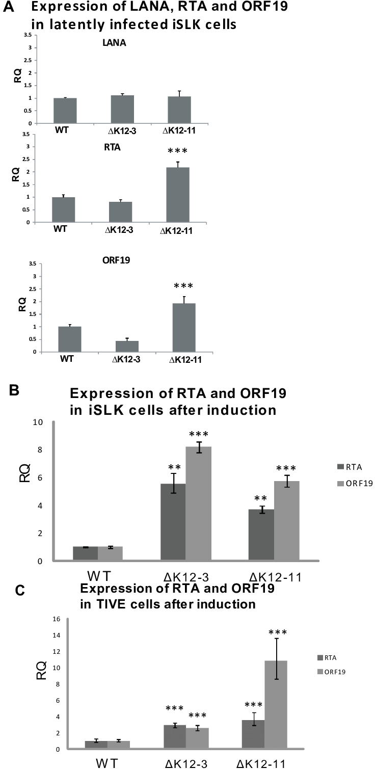 Expression Of Lana And Lytic Genes In Cells Infected (757x1544), Png Download