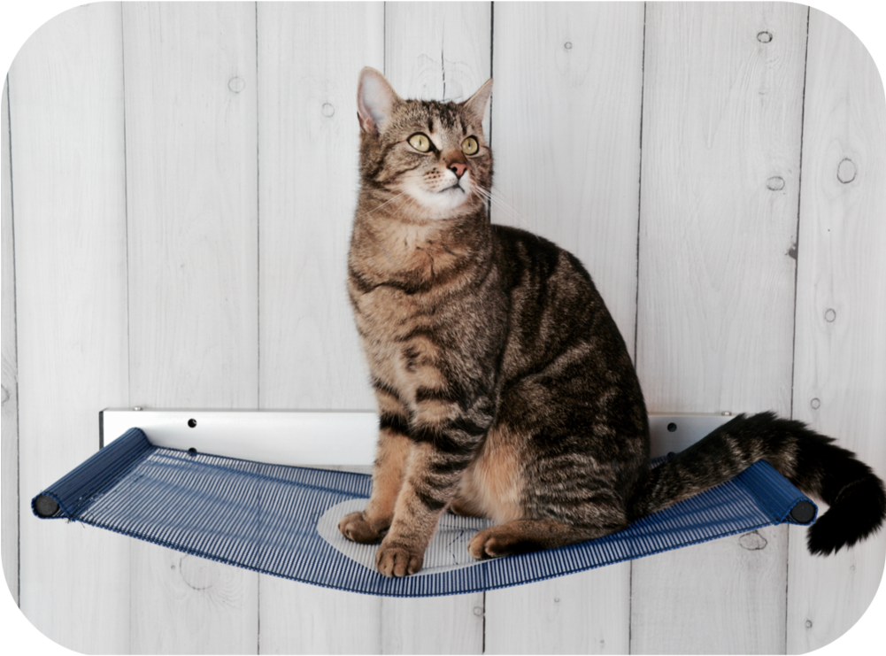 High Plate & Hammock (1000x1000), Png Download