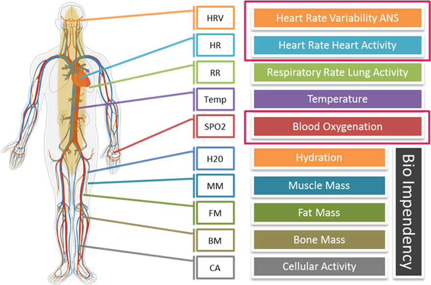 In Particular, Our Cardiovascular System Is Regulated - Circulatory System Shower Curtain (890x583), Png Download