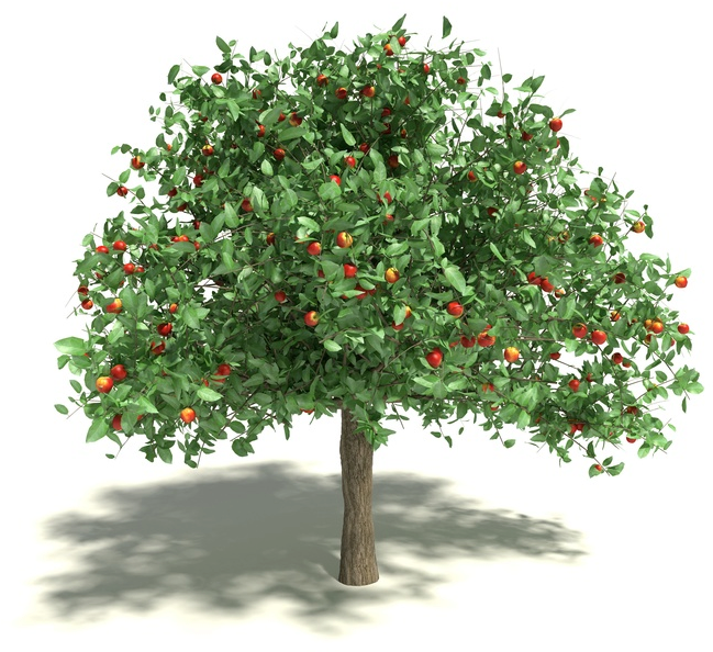 Apple Tree (693x693), Png Download