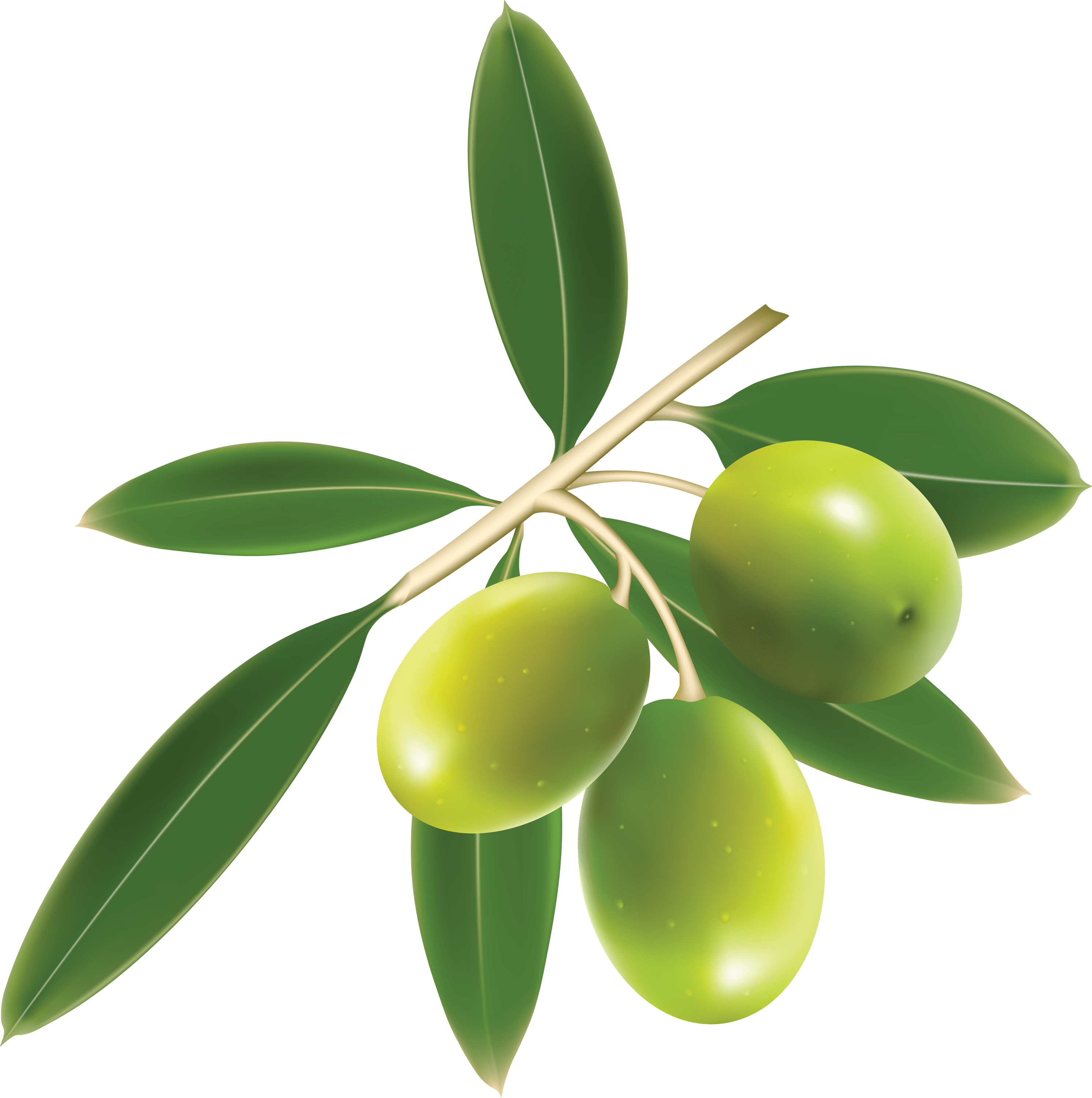 Fruits - Free Vector Olive (2982x3000), Png Download