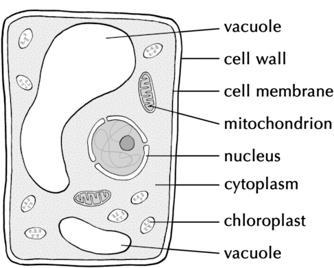 Natural Sciences Grade - Robert Brown Contribution To Cell Theory (500x404), Png Download