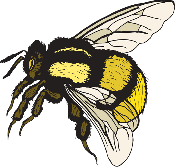 Bumble Bee Pictures Clip Art - Free Clip Art Bumble Bee (600x576), Png Download