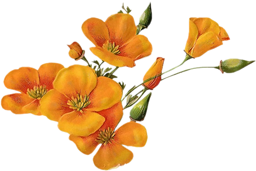 Orange-wildflowers - Orange Wildflowers Png (527x353), Png Download
