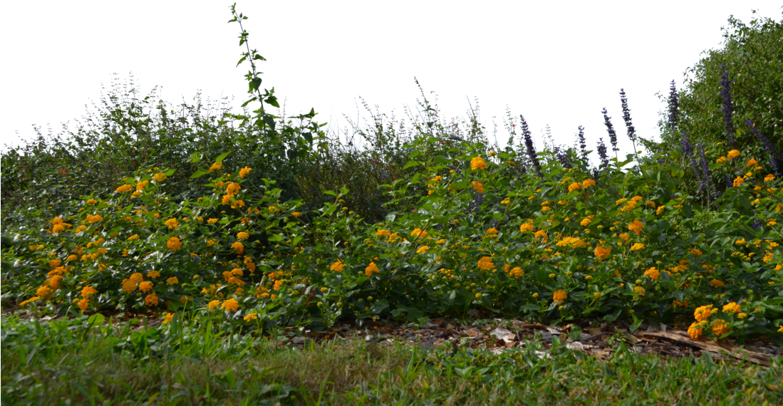 Landscape Flowers Png - Flower With Grass Png (1098x727), Png Download