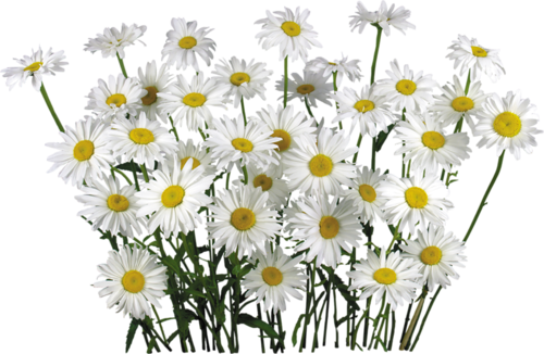 White Camomile Flower Fifteen - Camomile Png Flower (500x326), Png Download