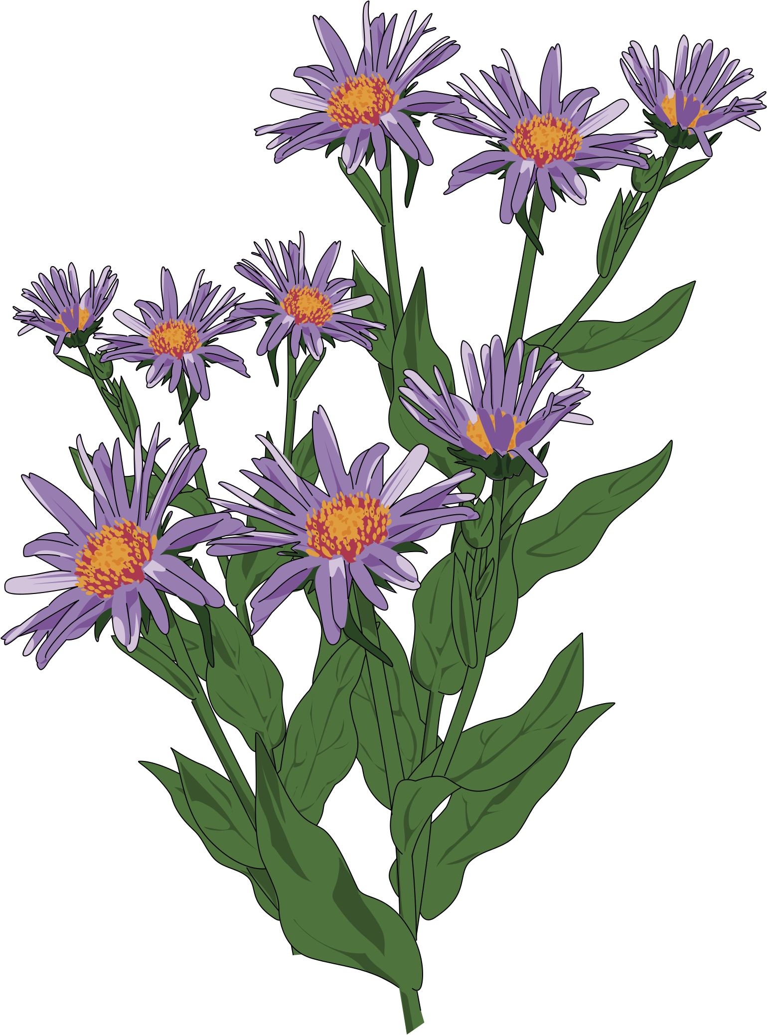 Wildflower Clipart Flowering Plant - Wild Flower Clip Art (556x732), Png Download