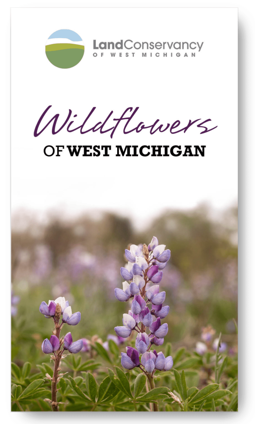 Wildflowers Of West Michigan - English Lavender (864x1400), Png Download