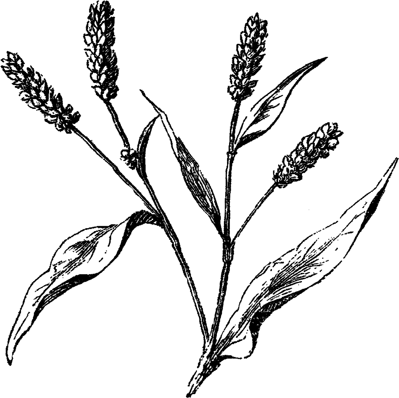 Australian Drawing Wild Flower Graphic Royalty Free - Old Flower Line Art (1600x1537), Png Download