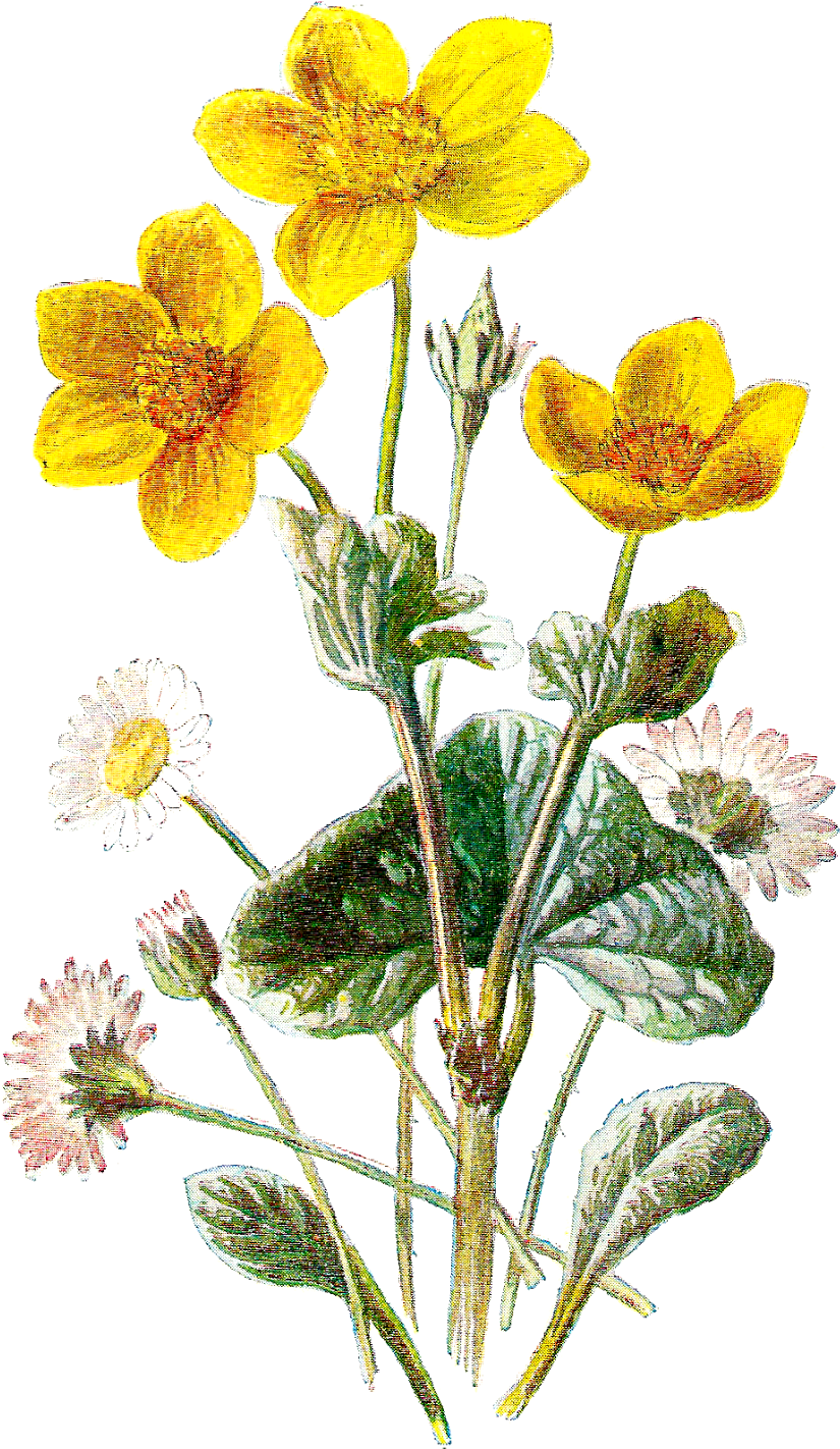 Wild Flowers Png - Wild Flower Botanical Art (1018x1600), Png Download