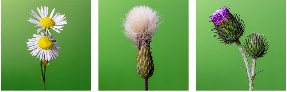 Pause, To Perceive The World - Photography (1000x320), Png Download