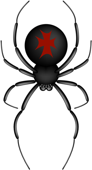 Png Free Download Gallery Halloween Png Pictures - Red And Black Spider Clip Art (322x600), Png Download