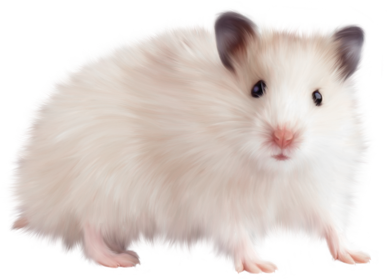 Mouse Animal Free Png Image - Mouse Animal Png (1250x903), Png Download