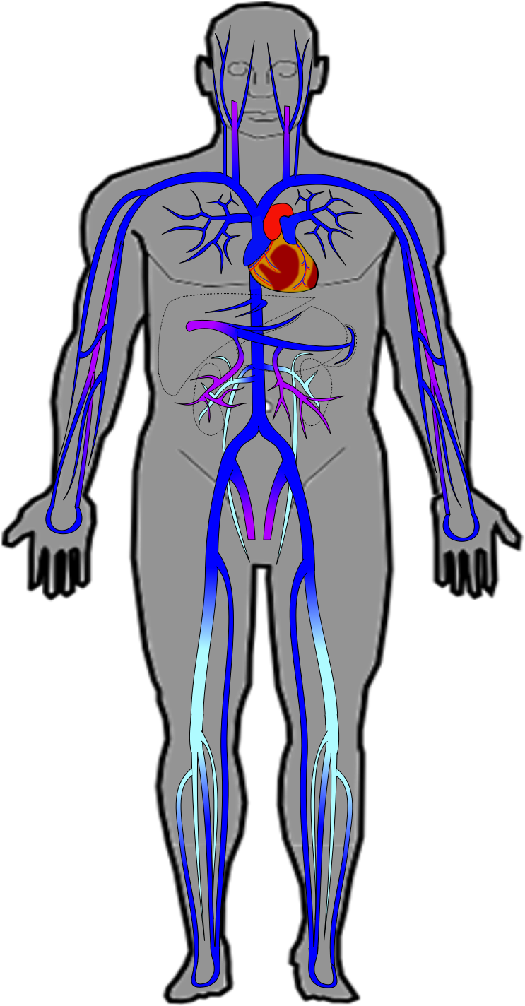 Ch20 Veins - Portable Network Graphics (845x1425), Png Download