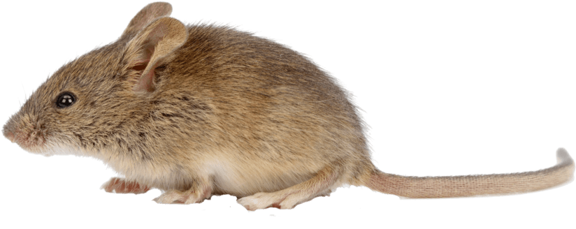 647 496 - Mice Png (1024x663), Png Download
