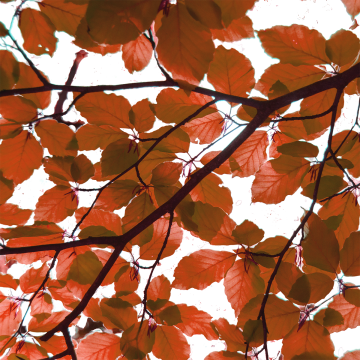 Red Leaves Element, Tree, Nature, Vector Png And Vector - Leaf (360x360), Png Download