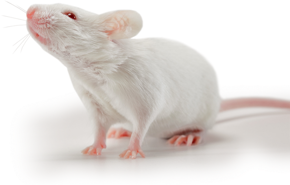 Mouse Animal Png (1024x1024), Png Download