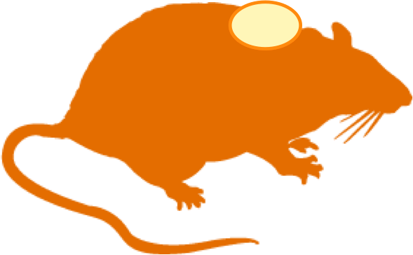 Syngeneic Models - Rat Silhouette (589x364), Png Download
