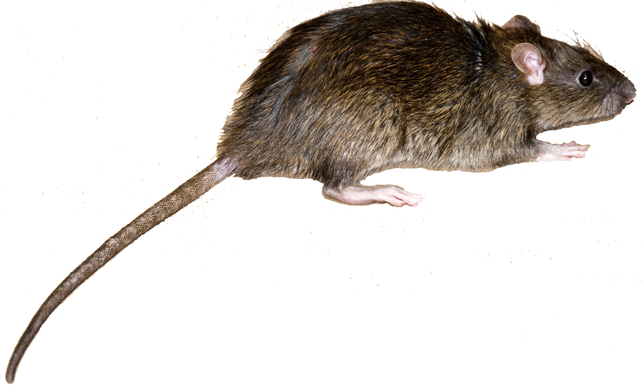 Download Norway Rat Roof Rat Vs Norway Rat Full Size PNG Image PNGkit