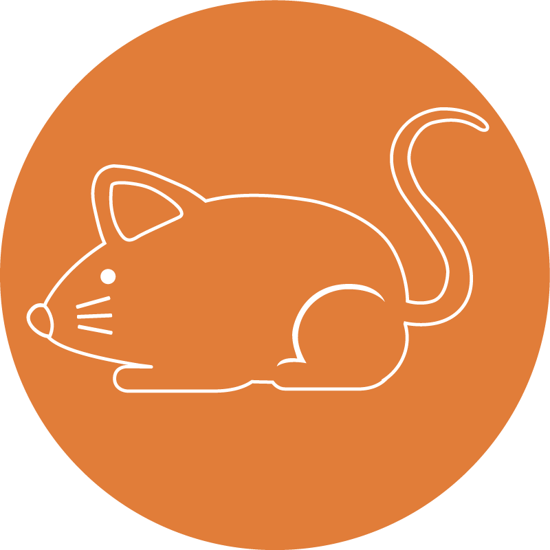 House Mouse (800x800), Png Download