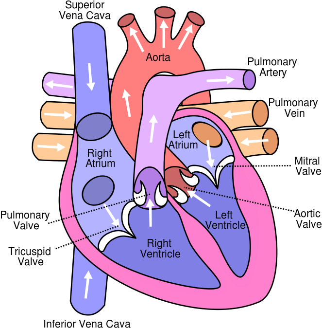 Https - //en - Wikipedia - Org/wiki/template - Heart (700x700), Png Download