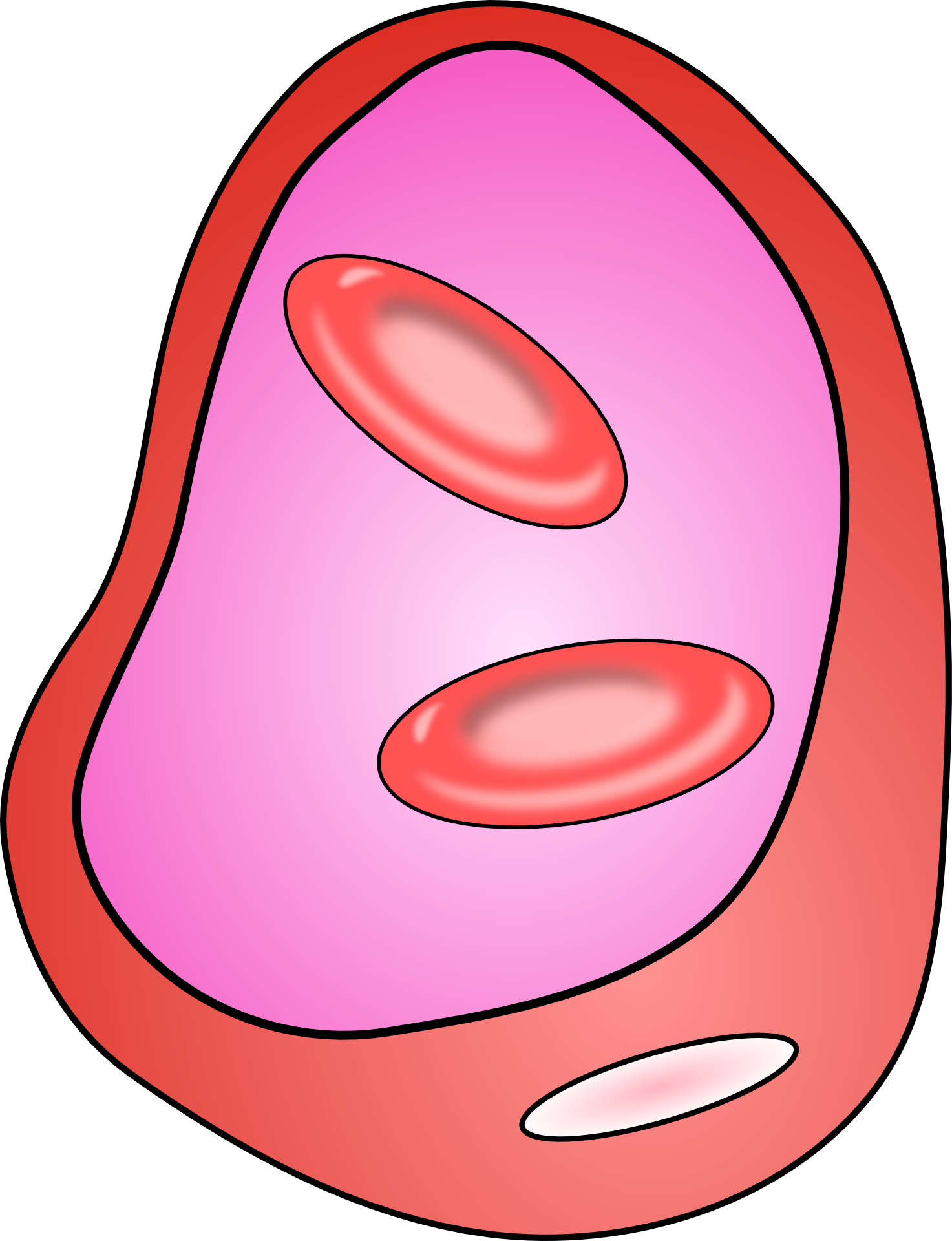Veins Blood - Cell Clipart (1473x1920), Png Download