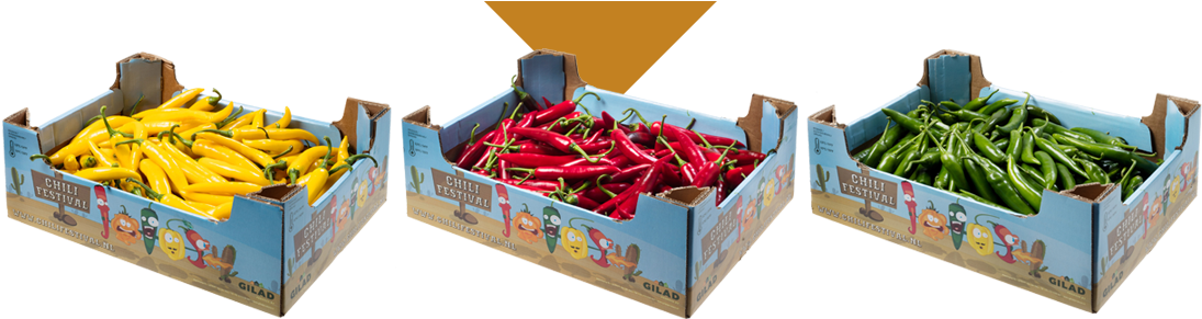 Chili Festival Contains Chili Peppers Of All Shapes, - Bird's Eye Chili (1100x298), Png Download