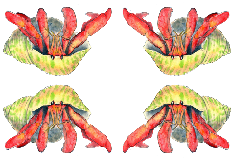Hermit Crab Illustration Transparent Background Fabric (800x530), Png Download