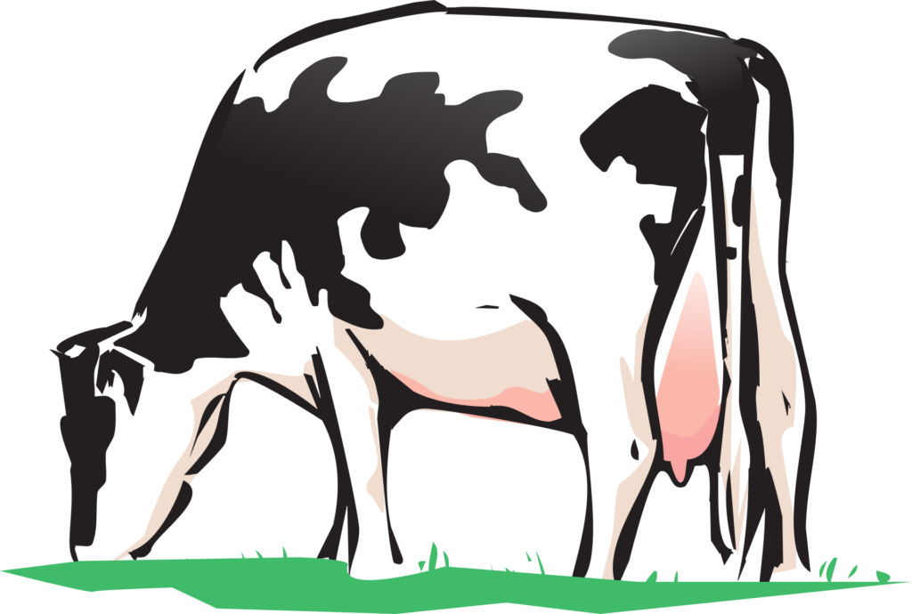 Cow 2146011 (1024x690), Png Download