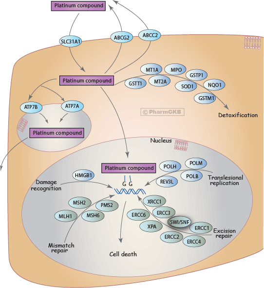 Platinum Pathway, Diagram (542x590), Png Download