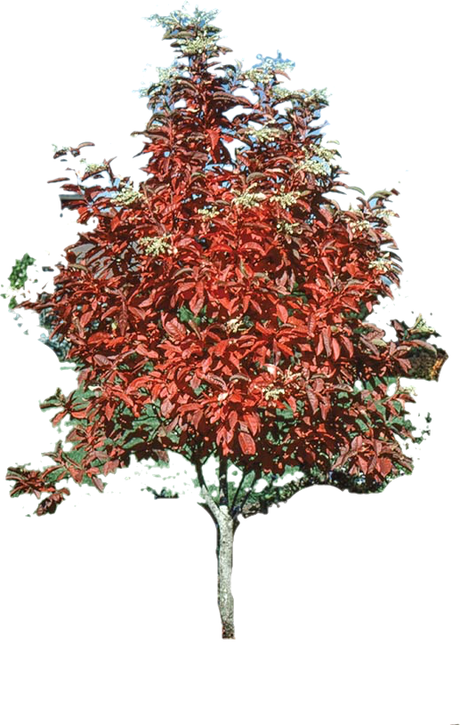Sourwood 154339 Cutout (517x815), Png Download
