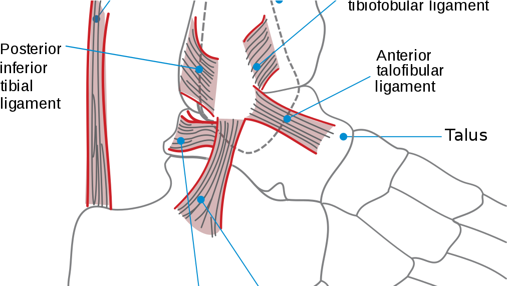 By An Svg Version Of Image (1024x570), Png Download