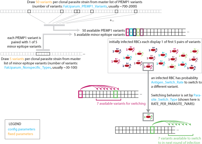Images/malaria Infection Parasite Strain Switching (684x490), Png Download