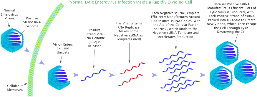 Lytic Enterovirus Infection In A Rapidly Dividing Cell (900x360), Png Download