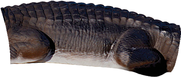 Alligator Mid (600x600), Png Download