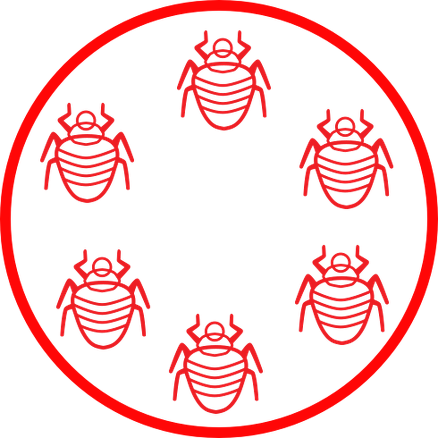 Bed Bug Life Cycle (887x887), Png Download