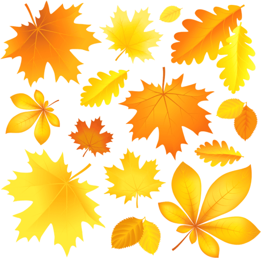 Download Transparent Fall Leaves Picture Clipart Png (850x849), Png Download