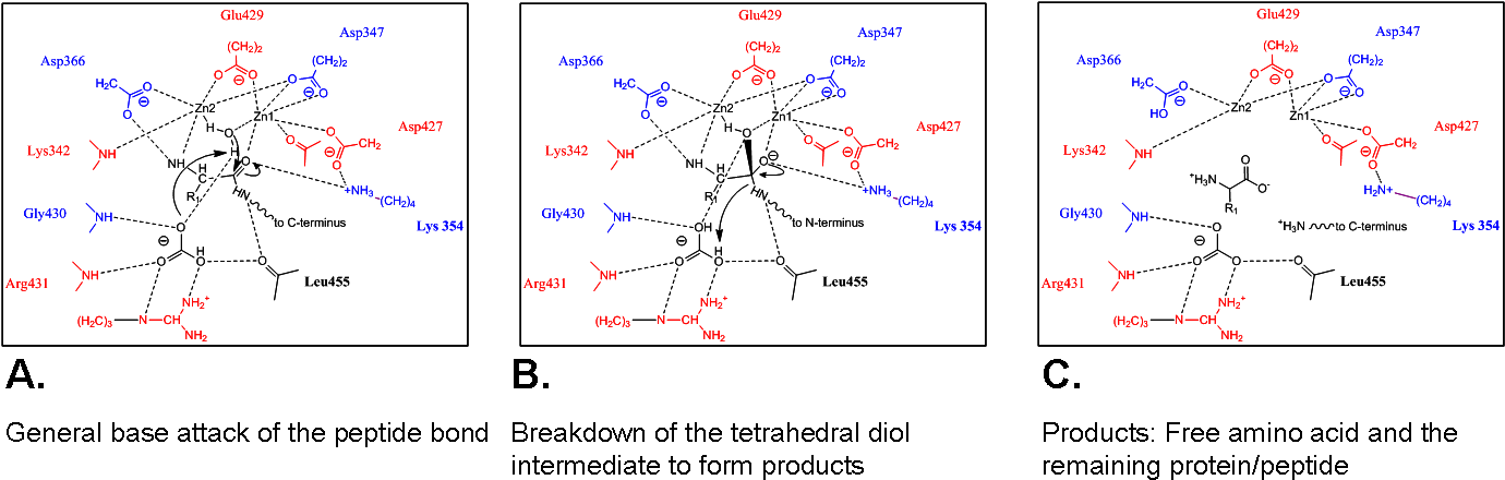Hypothesized Mechanisms Of Bovine Lens Lap And Pepa (1450x447), Png Download