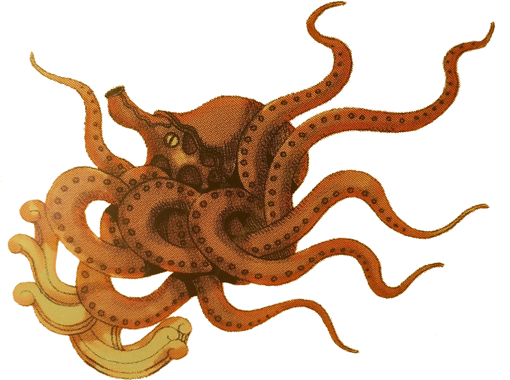 Kraken Icon (1044x766), Png Download
