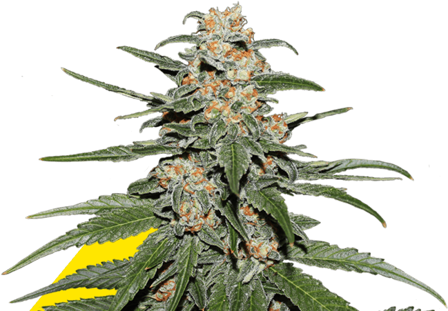 Caramellate Gea Seeds (654x500), Png Download