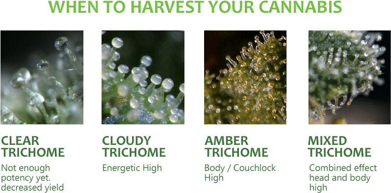 When To Harvest Your Cannabis Plants (900x450), Png Download