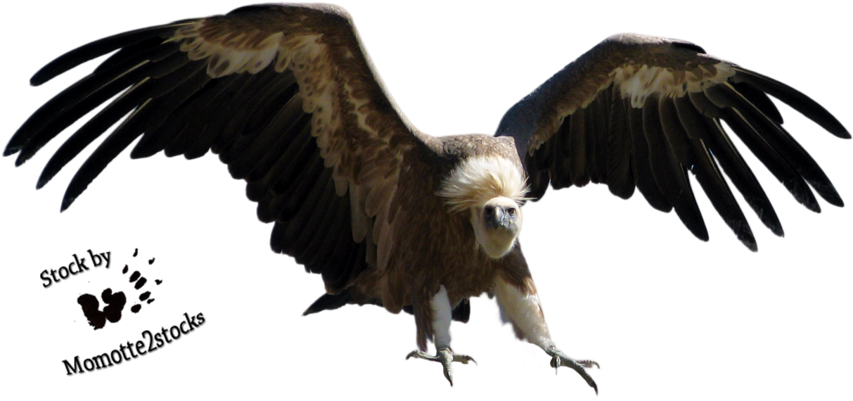 The Vulture Png (1231x649), Png Download