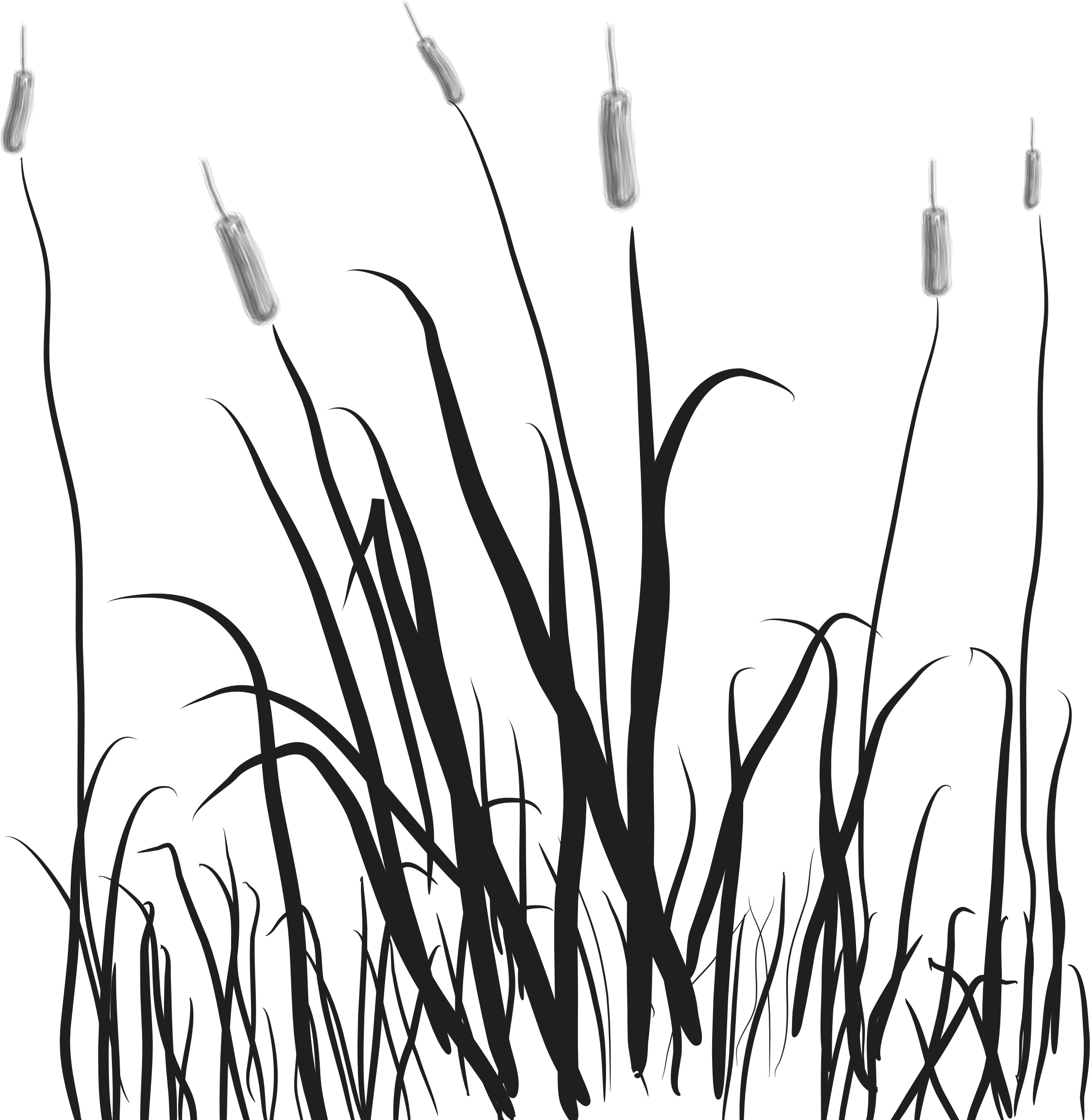 Cat Tails In The Marsh Vector File Image (2250x2312), Png Download