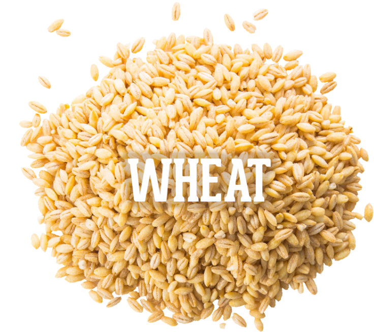 Wheat 04 Oct 2016 (800x667), Png Download