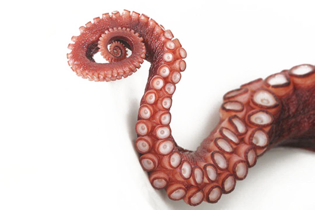 Octopus Png Image Transparent (1080x720), Png Download