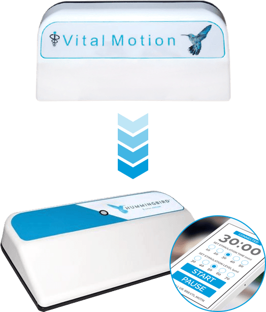 The Hummingbird By Vital Motion (524x613), Png Download